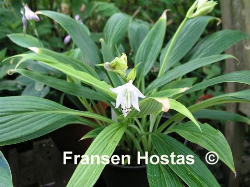 Hosta Hyuga-Urajiro 11.jpg