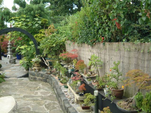 bonsai01.jpg