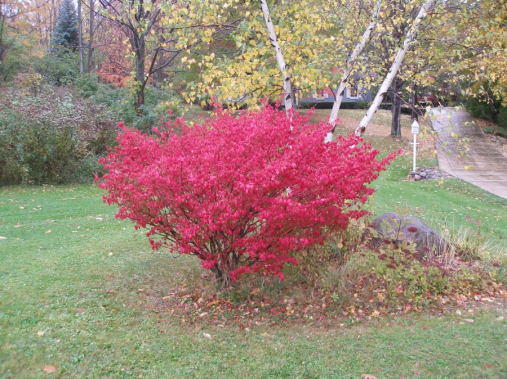 euonymus alata compacta burning bush5.JPG