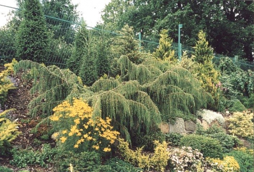 JuniperusCommunis_Horstmann.jpg